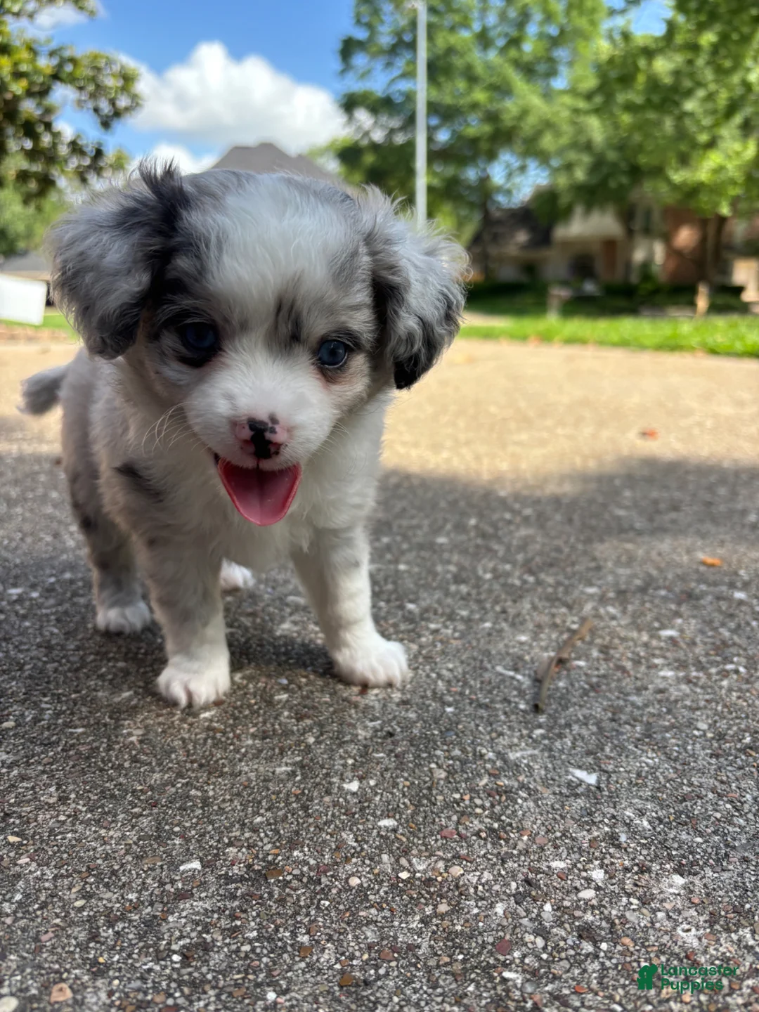 Toy Australian Shepherd dogs for sale: Toy Australian Shepherd Puppy 1 - Ad 1
