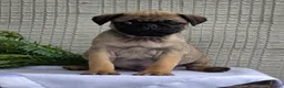 Pug dogs for sale: Baxter - Ad 2