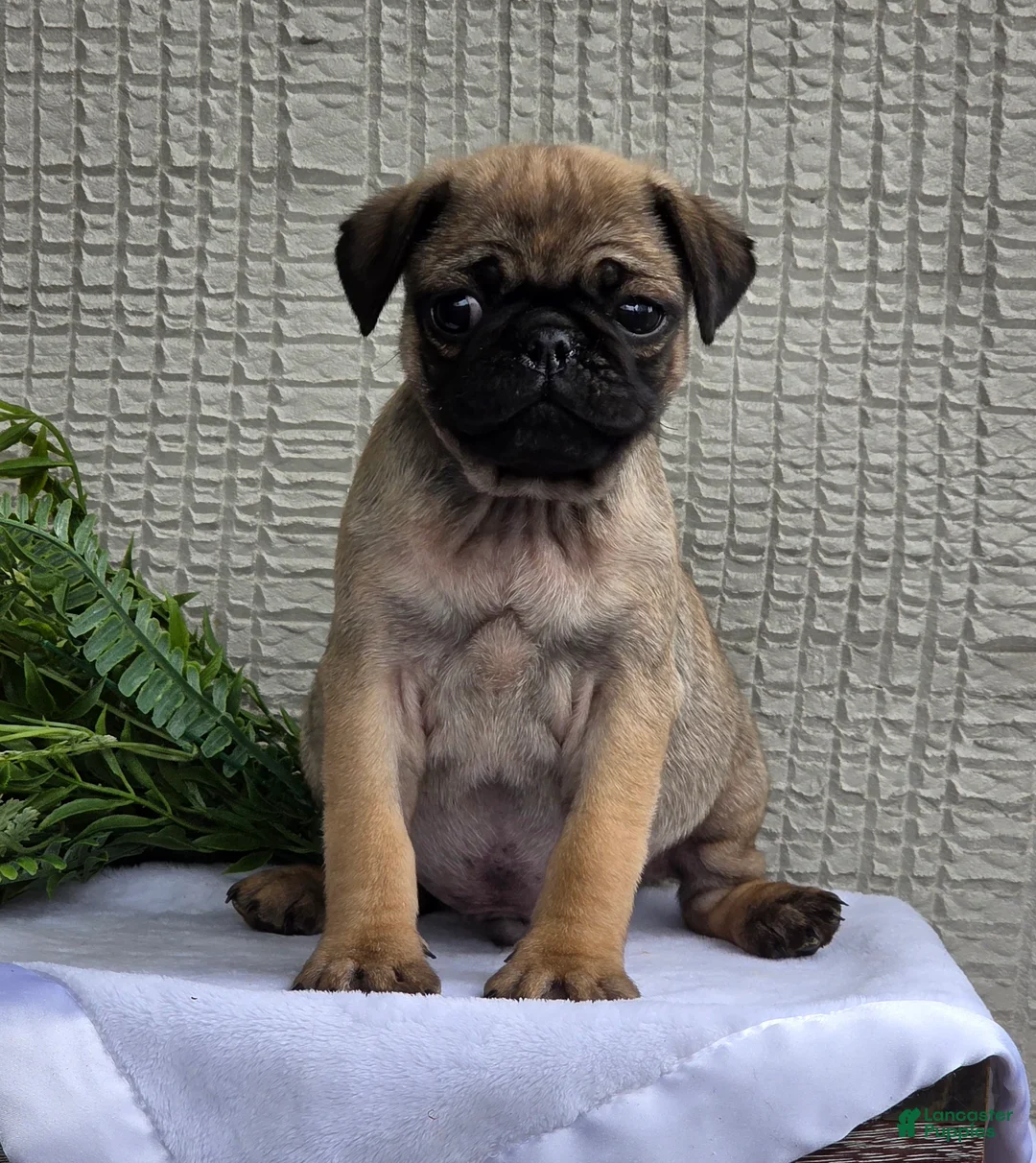 Pug dogs for sale: Baxter - Ad 2