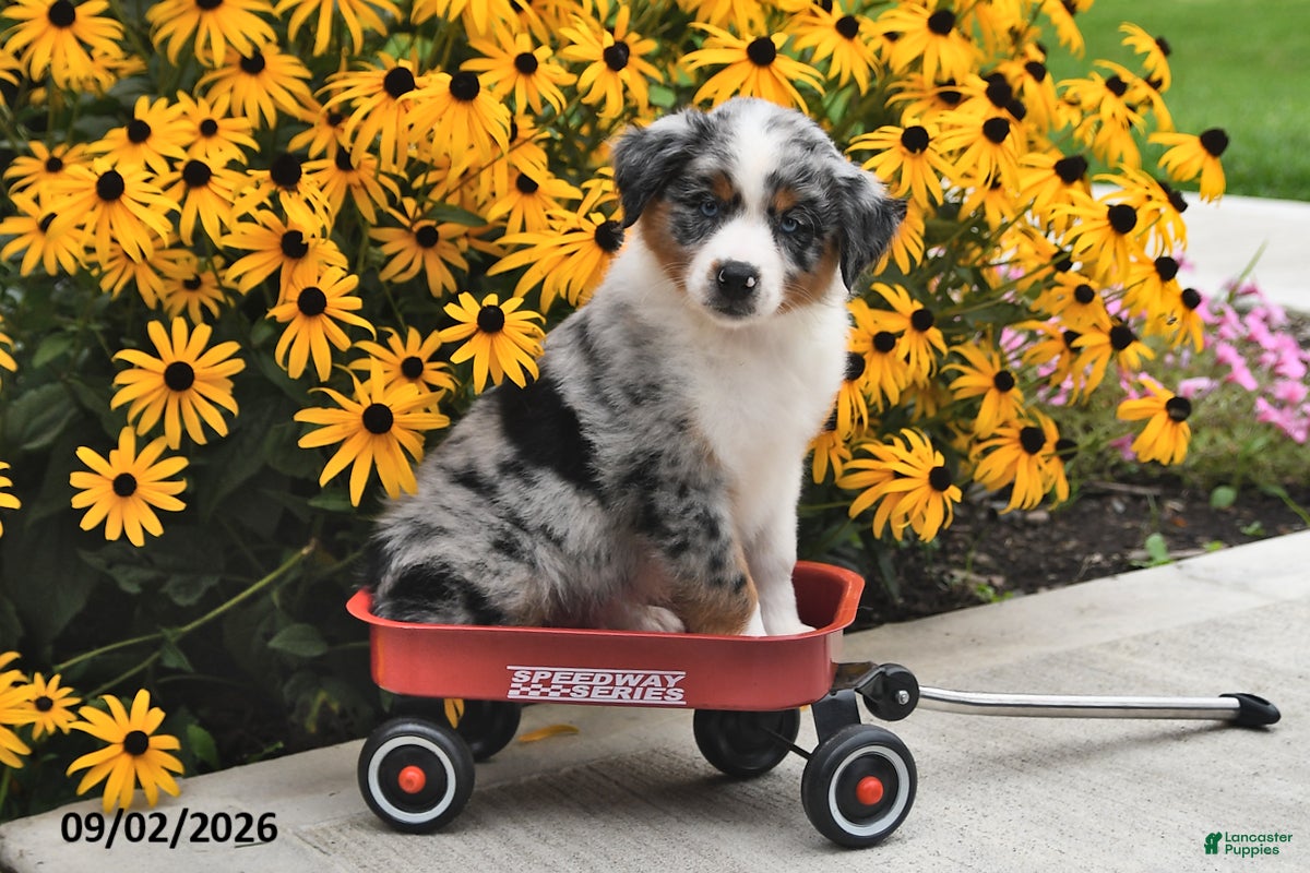 Australian Shepherd dogs Jethro - Ad 1