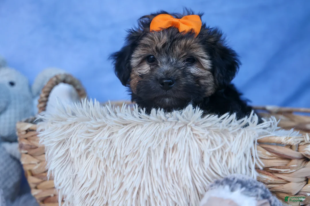 Yochon dogs for sale: MARLEY - Ad 1