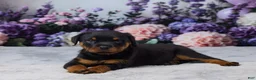 Rottweiler dogs for sale: Raven - Ad 5