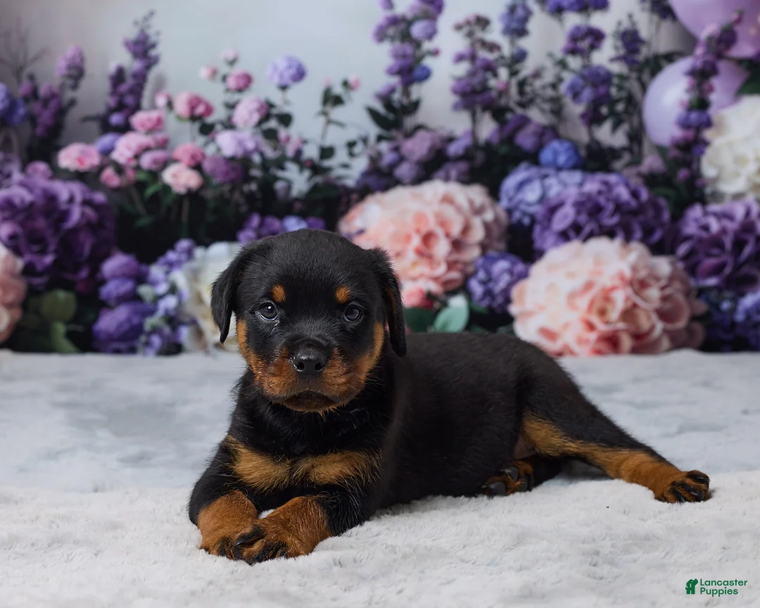 Rottweiler dogs for sale: Raven - Ad 5