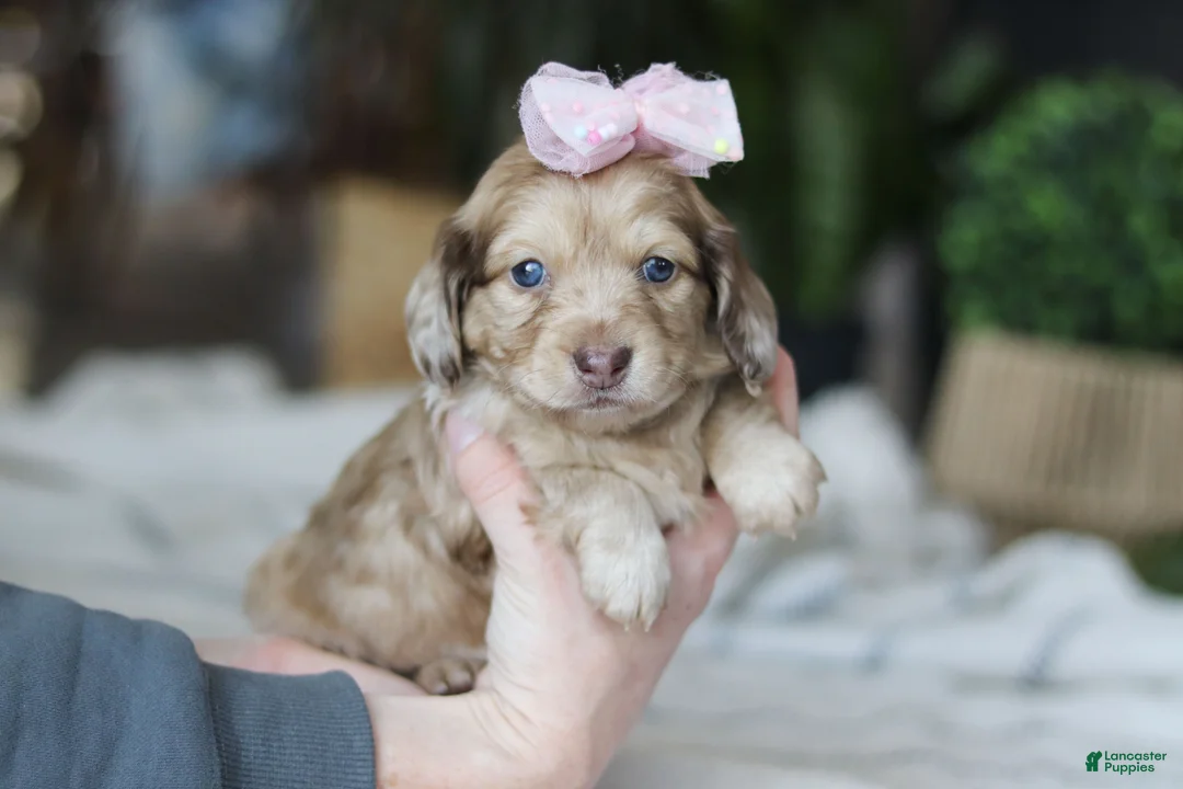 Miniature Dachshund dogs for sale: Schnitzel - Ad 3