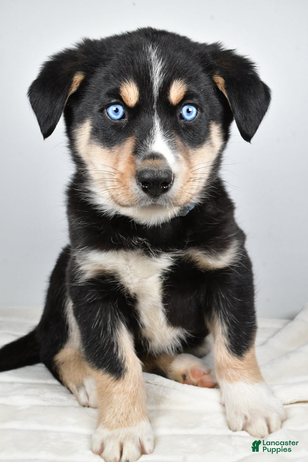 Mixed Breed dogs for sale: Diesel - Ad 9