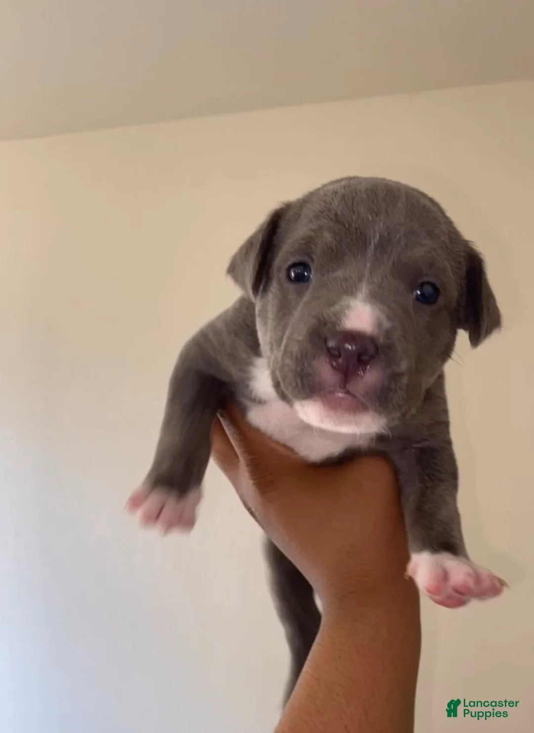 American Pit Bull Terrier dogs for sale: American Pit Bull Terrier Puppy 2 - Ad 1