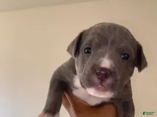 American Pit Bull Terrier dogs American Pit Bull Terrier Puppy 2 - Ad 22