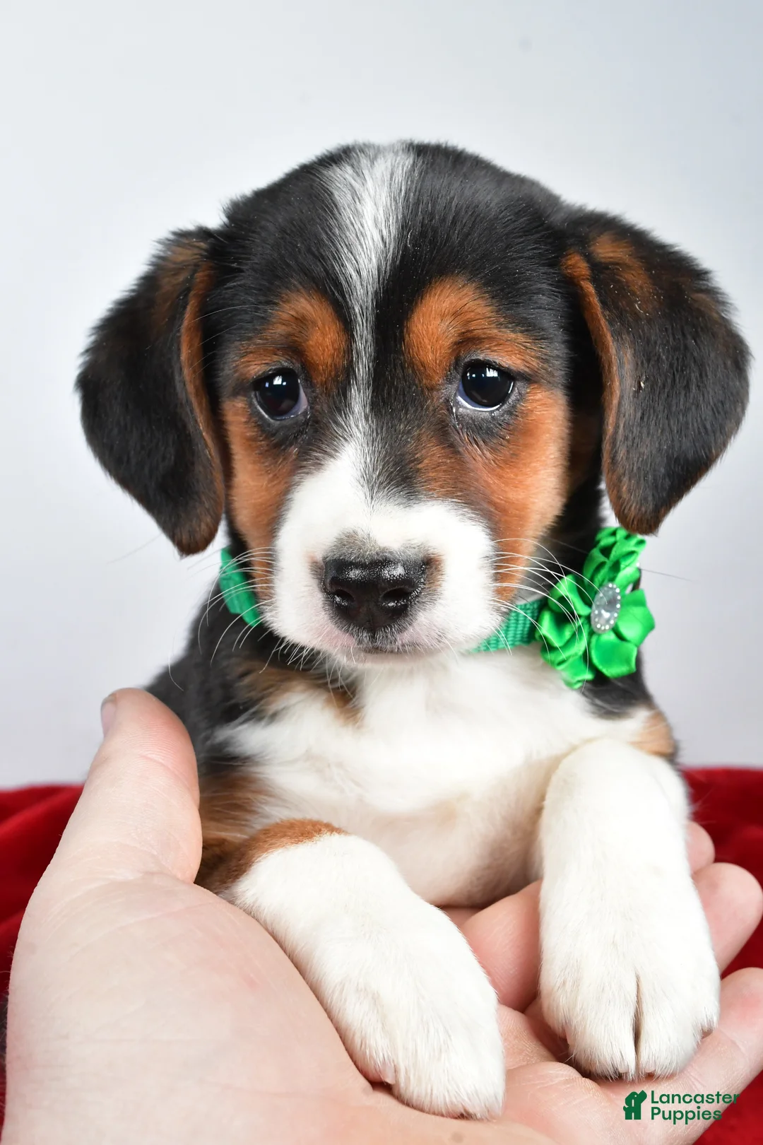 Mixed Breed dogs for sale: Tiffany - Ad 6