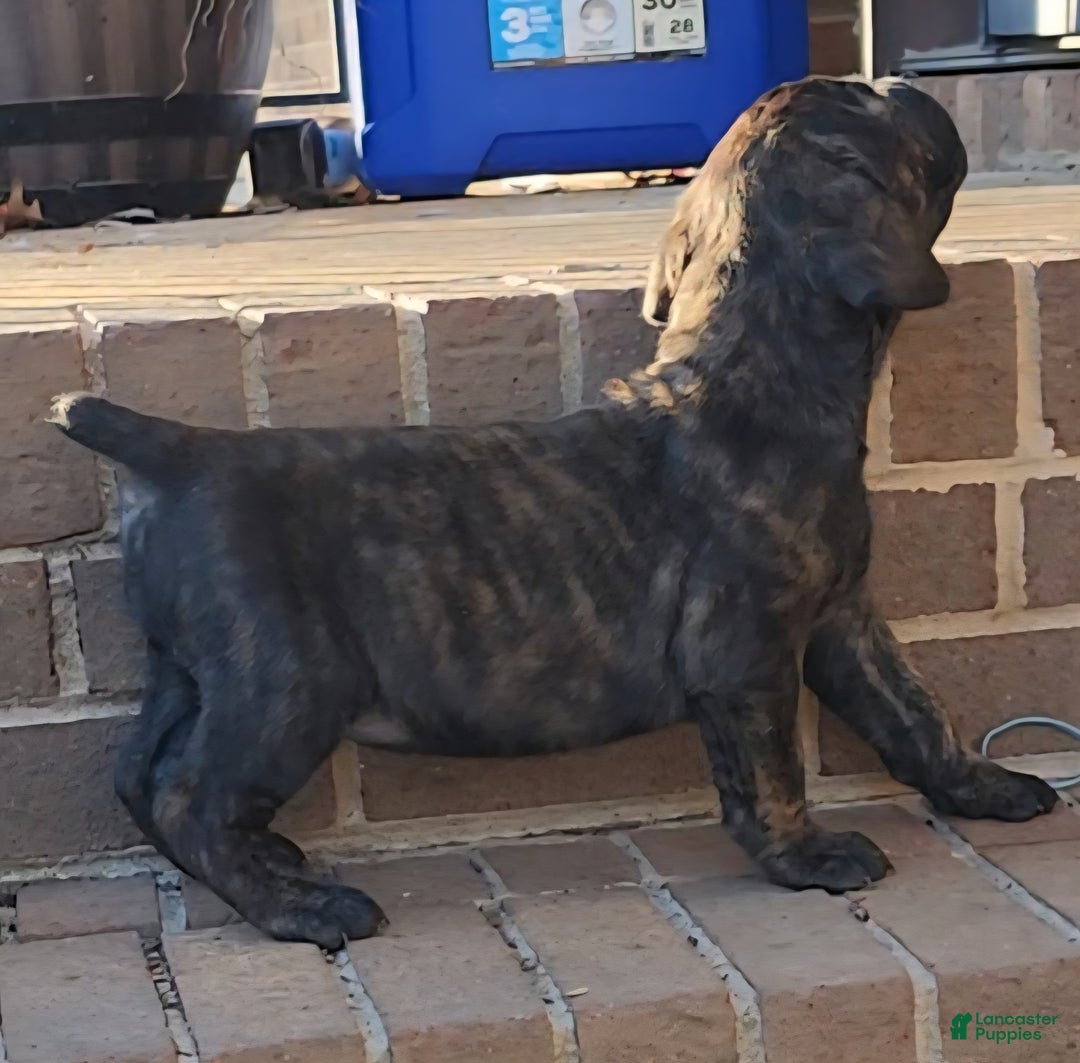 South African Boerboels dogs for sale: Tiger - Ad 3