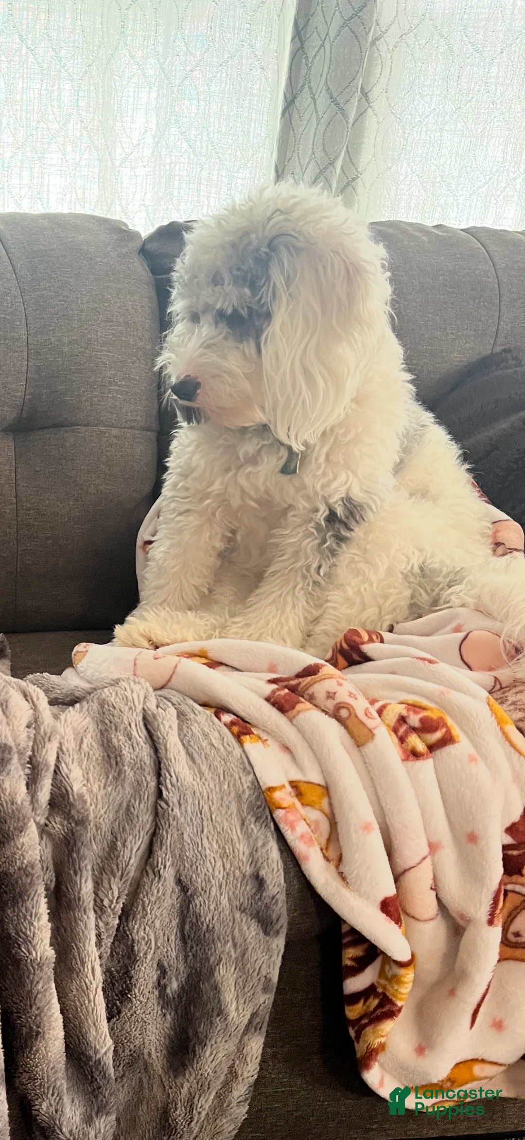 Bernedoodle dogs for sale: Ava - Ad 9