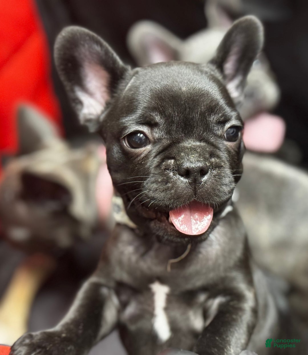French Bulldog dogs for sale: French Bulldog Puppy 1 - Ad 2