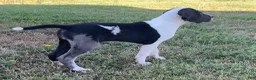 Great Dane dogs for sale: Harlequin  - Ad 3