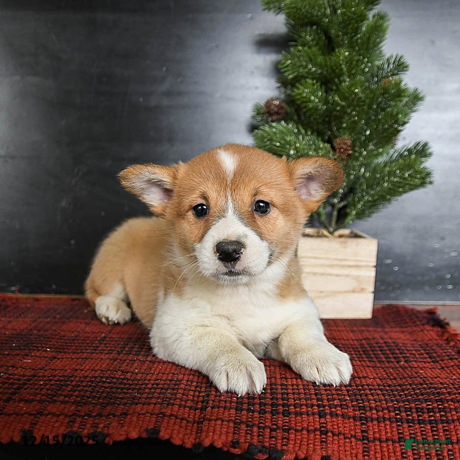 Welsh Corgi Pembroke dogs Gingersnap - Ad 22