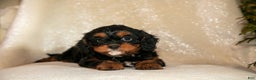 Cavapoo dogs for sale: Tinker - Ad 3