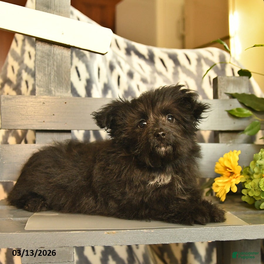 Havapoo dogs Rex - Ad 2