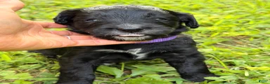 Purple - most vocal and most lovey. Currently the smallest.