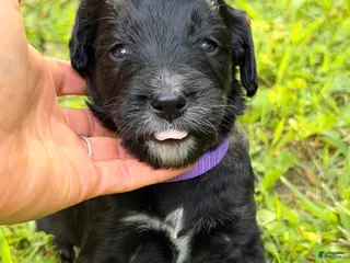 Bernedoodle dogs Purple - most vocal and most lovey. Currently the smallest. - Ad 2