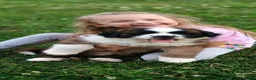 Saint Bernard dogs for sale: Saint Bernard 1 - Ad 3