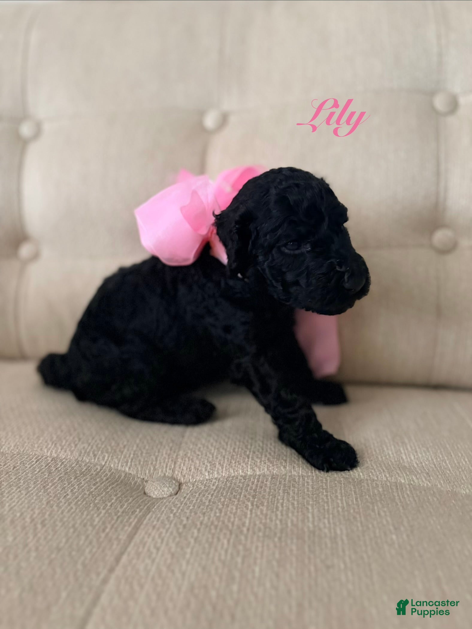Standard Poodle dogs Lily  - Ad 12
