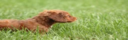 Dachshund dogs for sale: Saffron - Ad 5