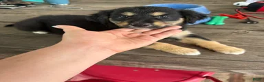 Mixed Breed 2