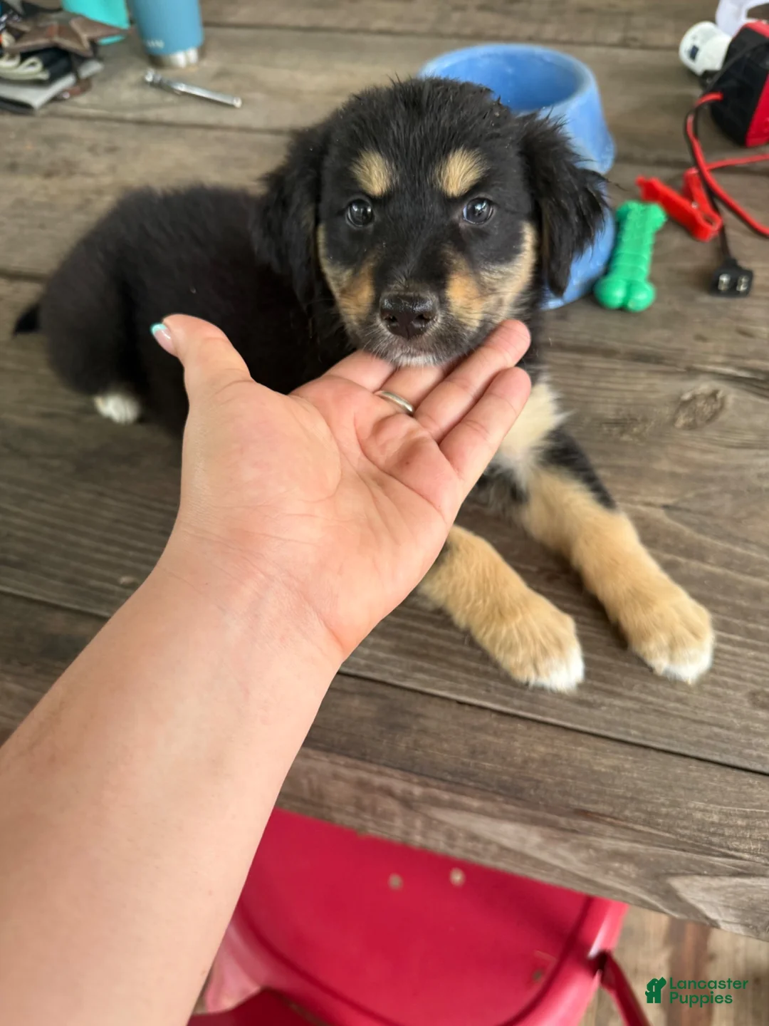 Mixed Breed dogs for sale: Mixed Breed 2 - Ad 1
