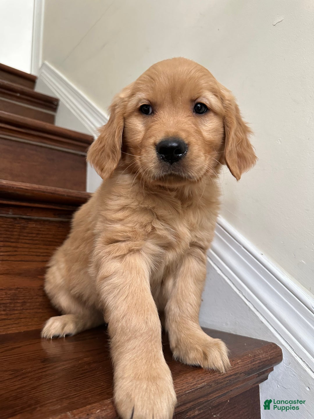 Golden Retriever dogs for sale: Guss - Ad 6