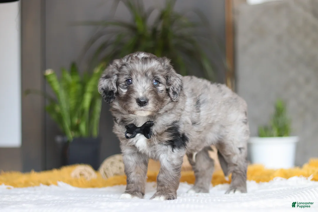 Mixed Breed dogs for sale: Summit - Ad 4