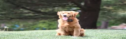 Golden Retriever dogs for sale: Ivy - Ad 5
