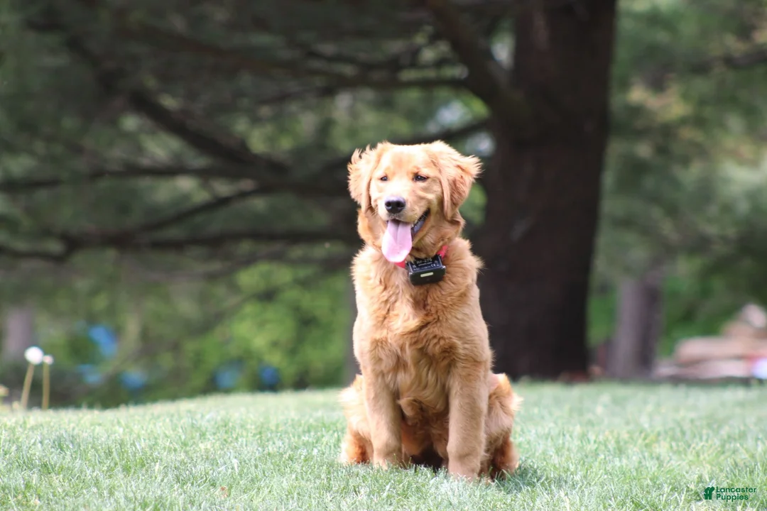 Golden Retriever dogs for sale: Ivy - Ad 5
