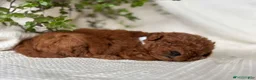 Mini Goldendoodle dogs for sale: Jerry - Ad 2