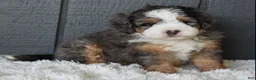 Mini Bernedoodle dogs for sale: Jax F1b - Ad 8