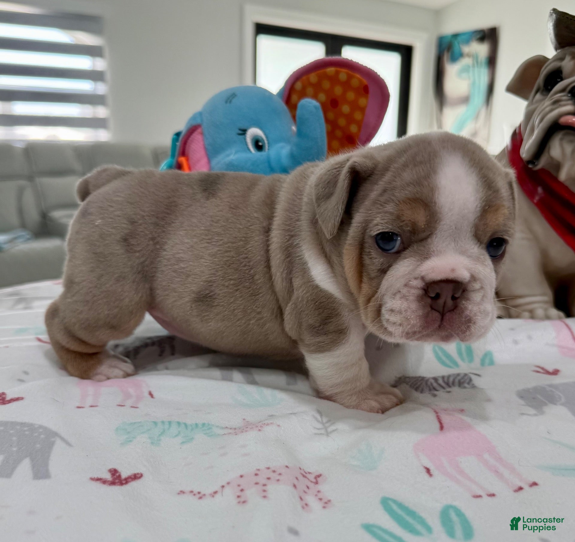 English Bulldog dogs for sale: Linda - Ad 2