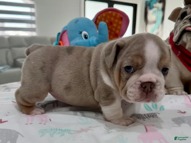 English Bulldog dogs for sale: Linda - Ad 2
