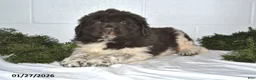 Newfoundland dogs for sale: Nacho - Ad 2