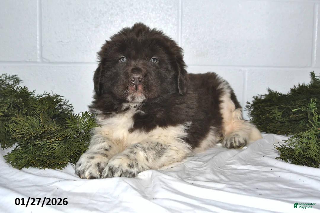 Newfoundland dogs for sale: Nacho - Ad 2