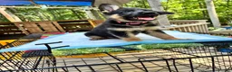 German Shepherd dogs for sale: Skye - Ad 1