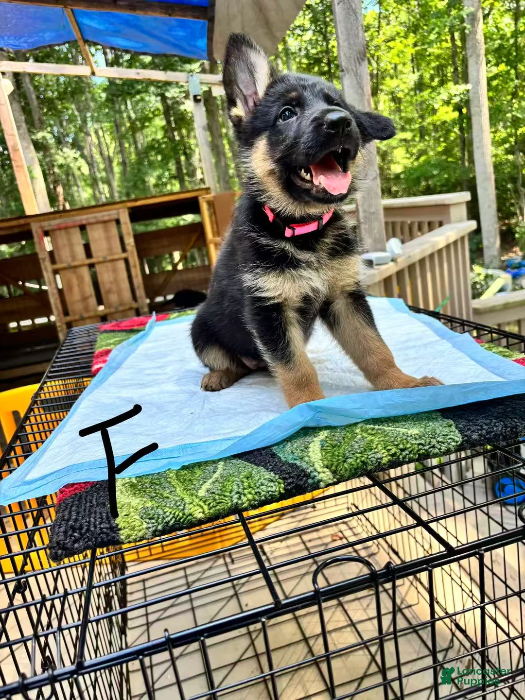 German Shepherd dogs for sale: Skye - Ad 1