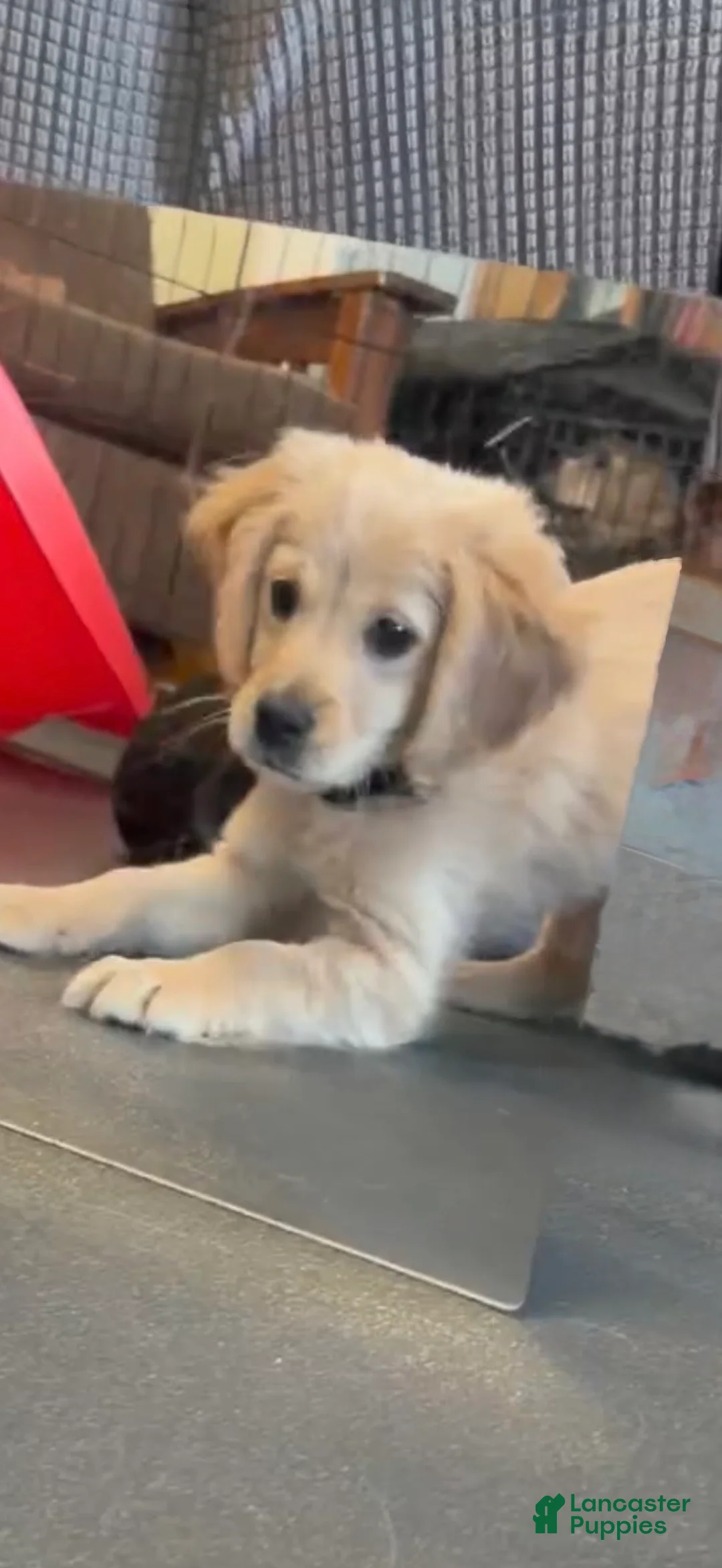 Miniature Golden Retriever dogs for sale: Miniature Golden Retriever Puppy 2 - Ad 2