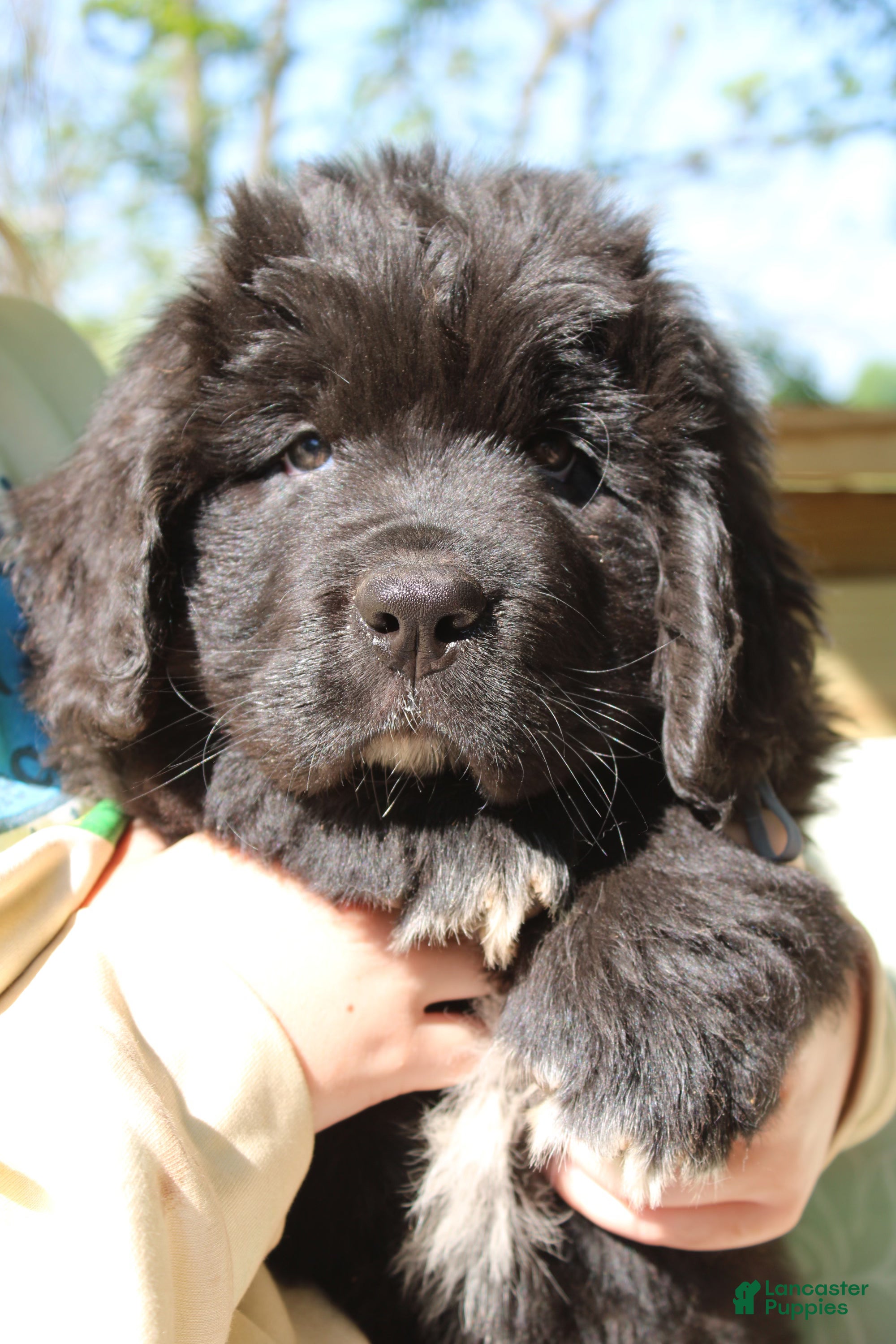 Newfoundland dogs Moth - Ad 1