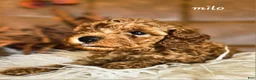 Cavapoo dogs for sale: Milo - Ad 3