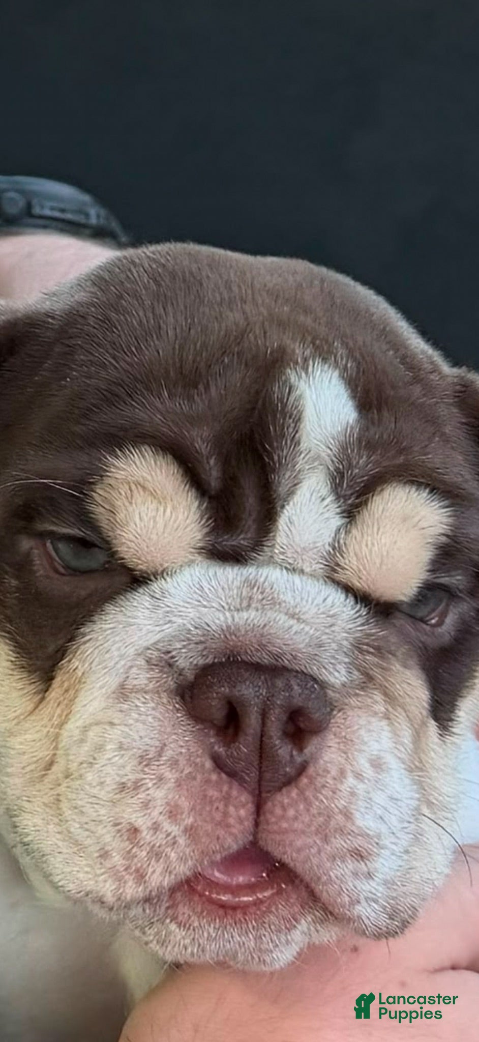 English Bulldog dogs English Bulldog 1 - Ad 2