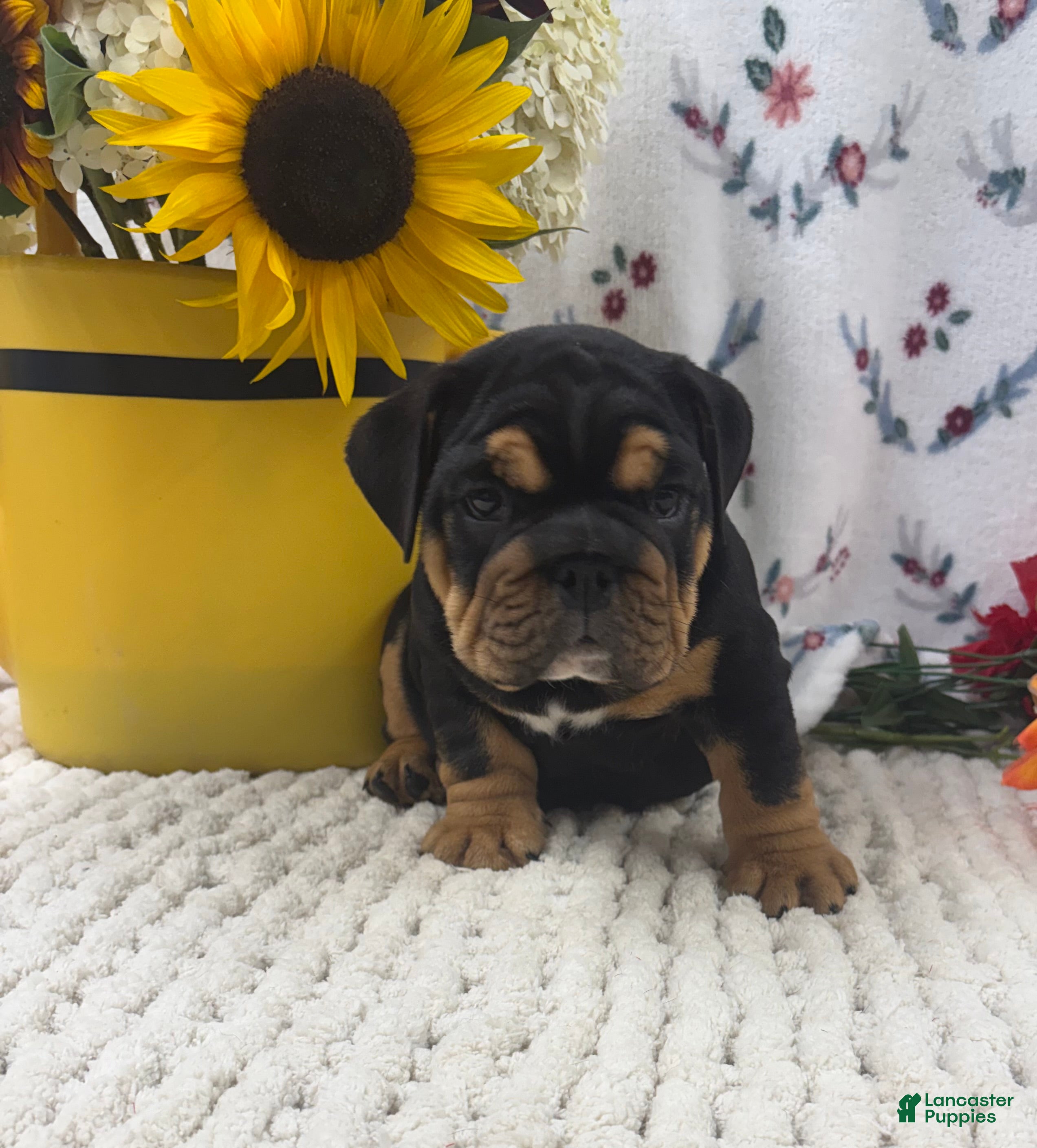 English Bulldog dogs Timber - Ad 2