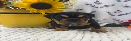 English Bulldog dogs for sale: Timber - Ad 2