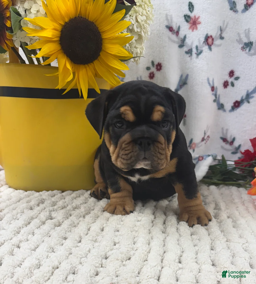 English Bulldog dogs for sale: Timber - Ad 2