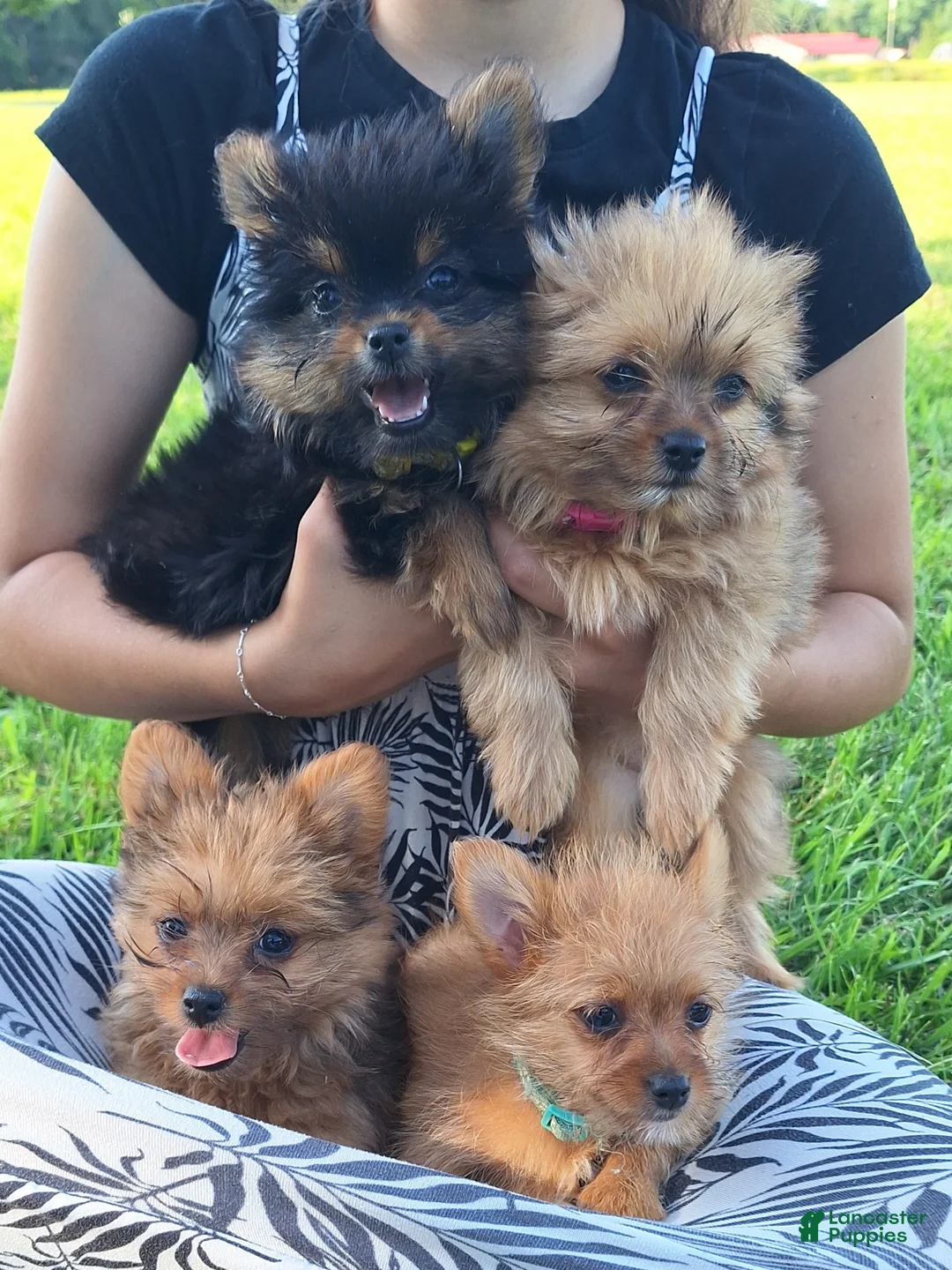 Mixed Breed dogs for sale: Lucky - Ad 7