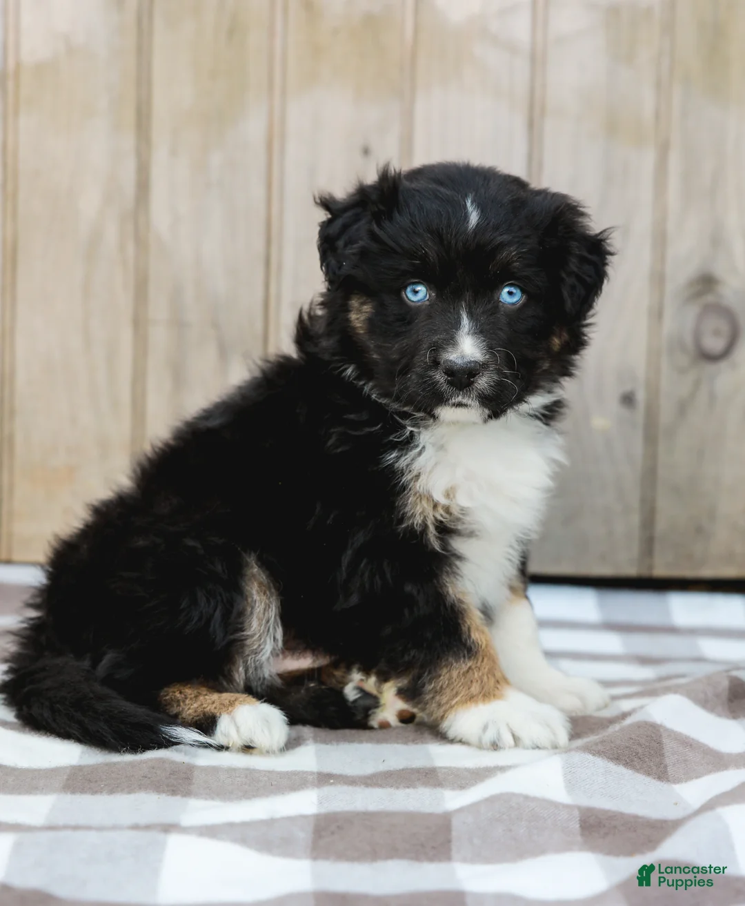 Australian Shepherd dogs for sale: Russel - Ad 2