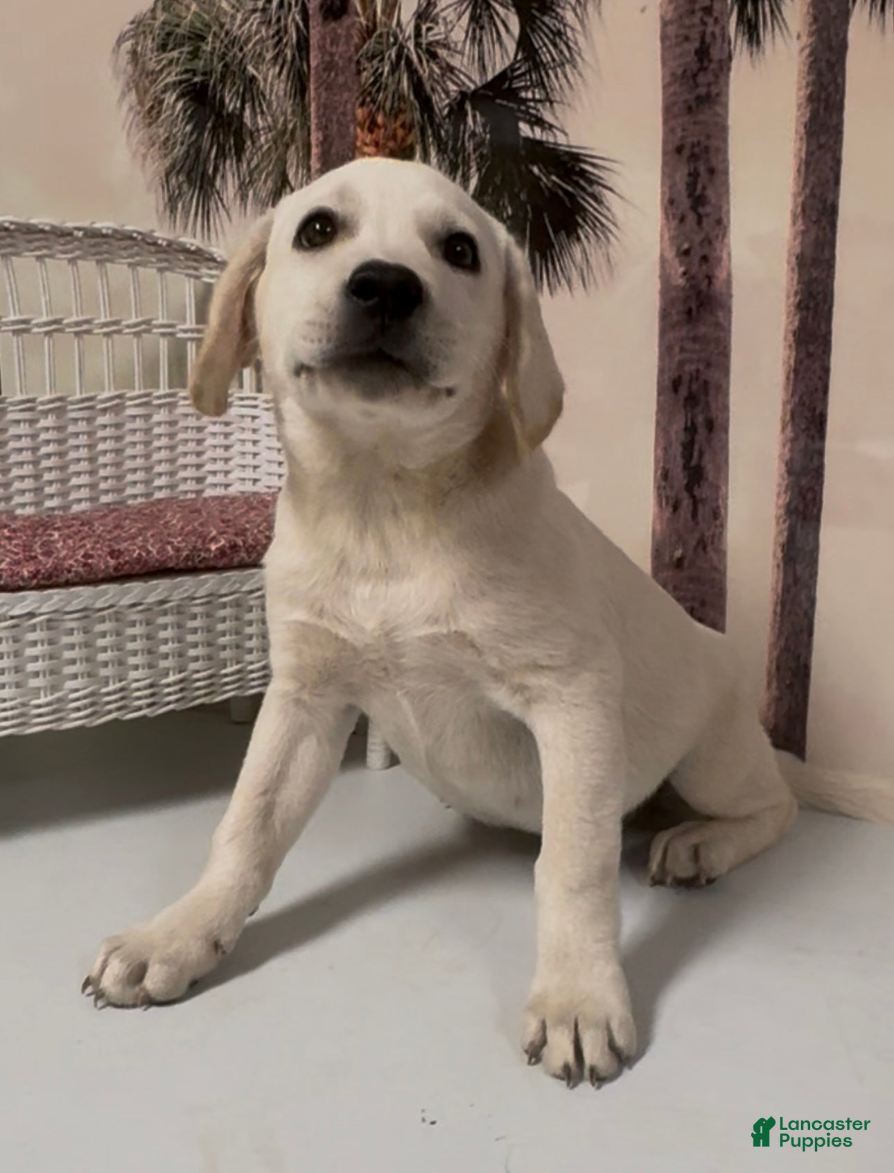 Labrador Retriever dogs for sale: Labrador Retriever Jackie - Ad 9