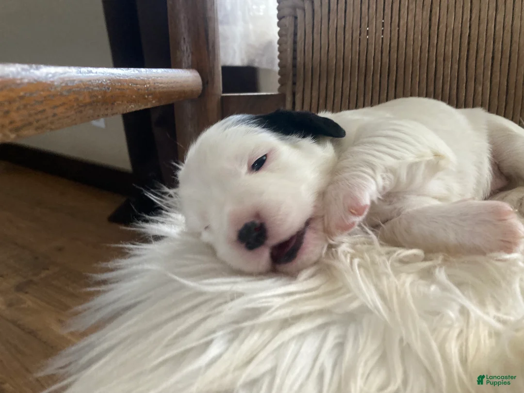 English Setter dogs for sale: Dilly - Ad 2