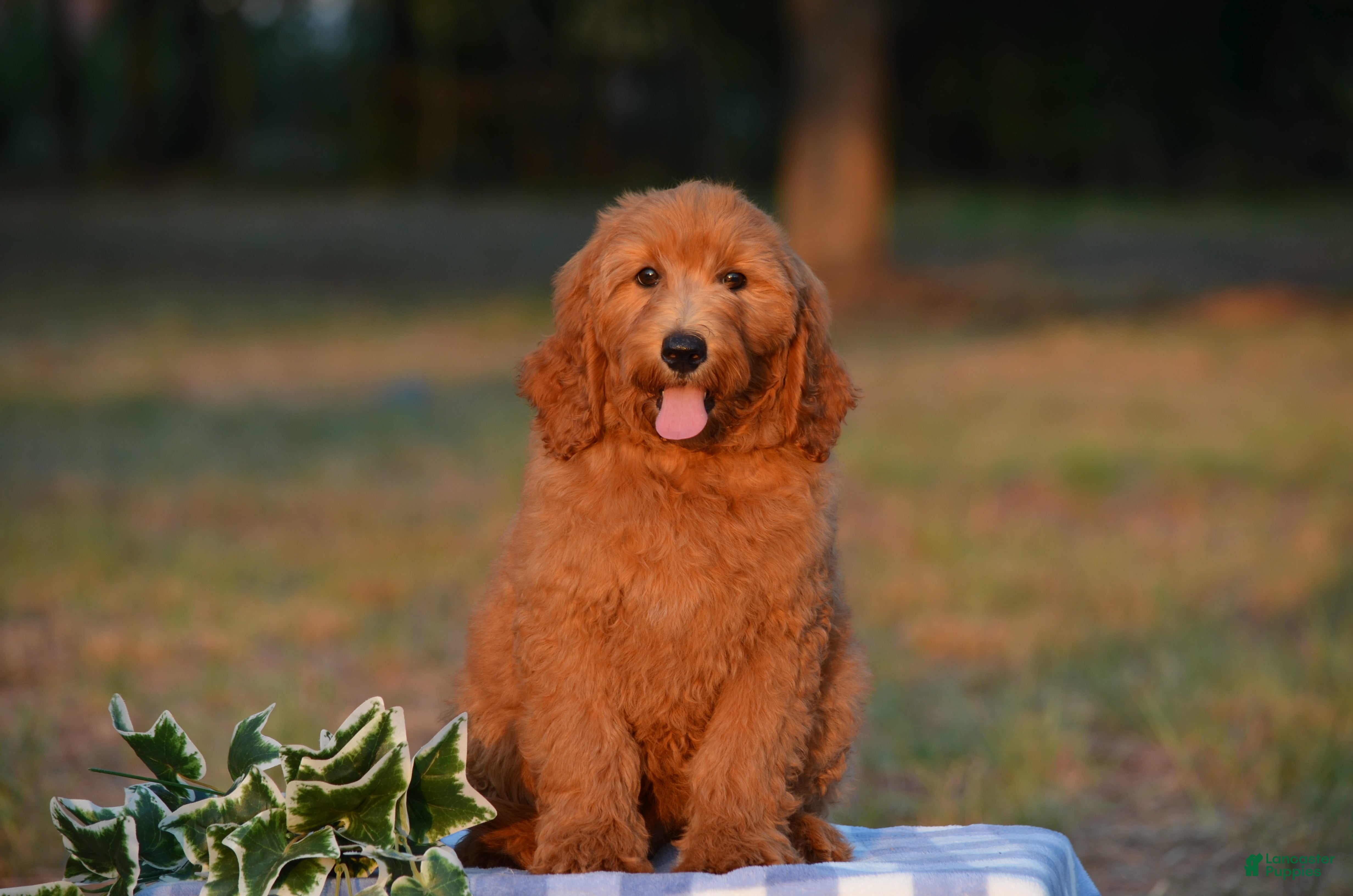 Mini Goldendoodle dogs Alex - Ad 1